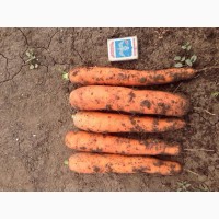Морковь оптом от производителя от 20 тонн