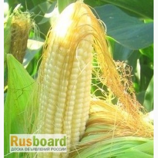 Предлагаем кукурузу 1 класса