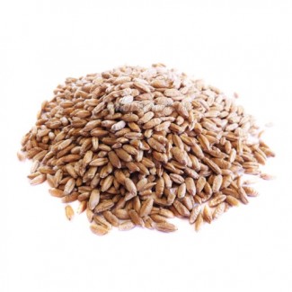 ООО НПП «Зарайские семена» покупает семена: тритикале яровая от 40 тонн