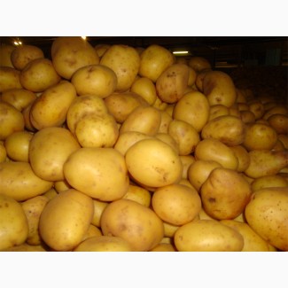 Купим картофель мытый в России г. Брянске и других стран