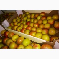 Яблоки Фуджи, сорт 1, калибр 75-80+. от 10 тонн. в картонном лотке 60х40, вес 13-15кг