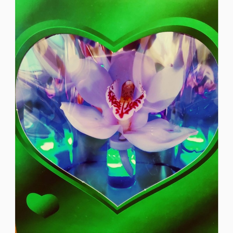 Фото 1/3. Орхидеи в коробочке с подсветкой