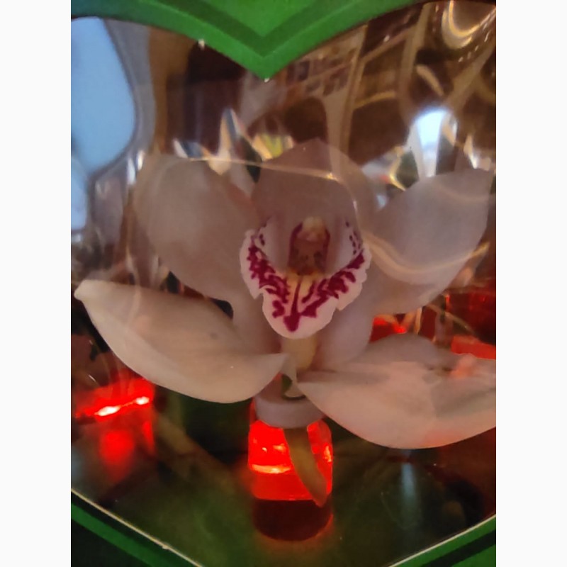 Фото 2. Орхидеи в коробочке с подсветкой