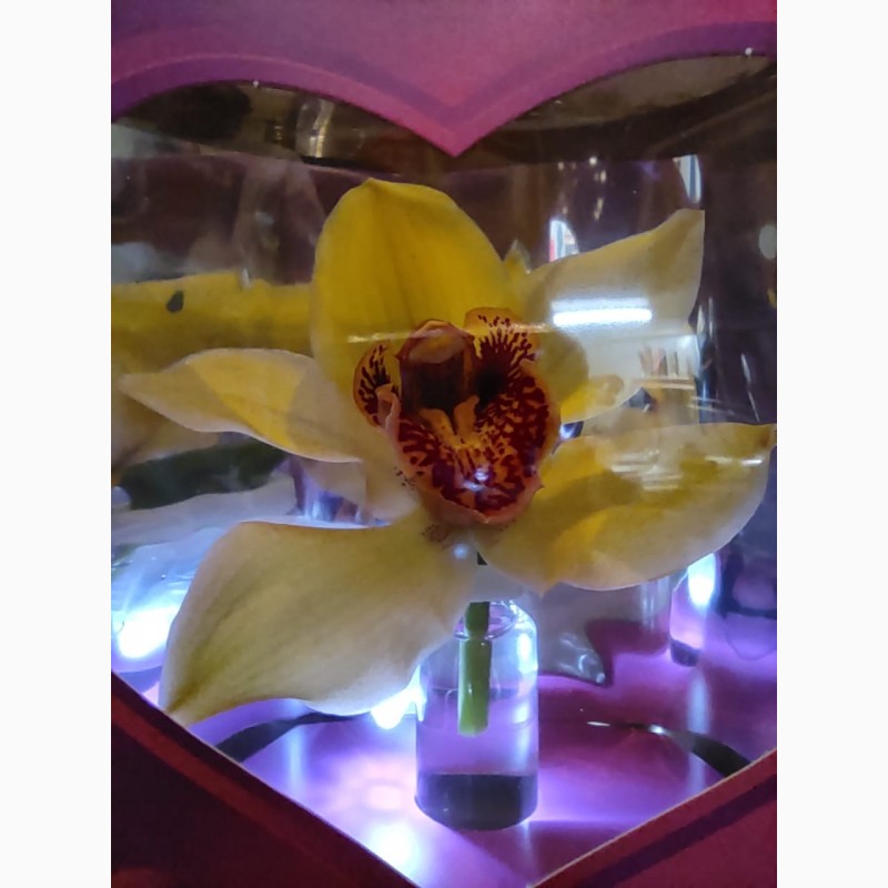 Фото 3. Орхидеи в коробочке с подсветкой