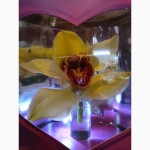 Орхидеи в коробочке с подсветкой