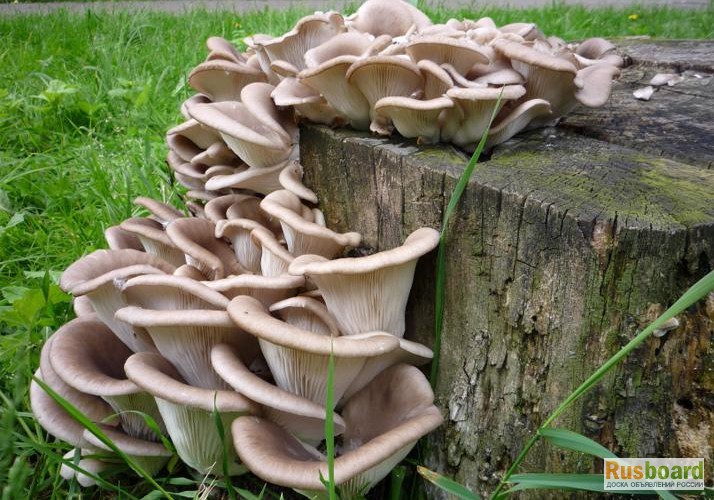 Фото 2. Живой мицелий для домашнего и промышленного выращивания грибов