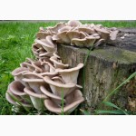 Живой мицелий для домашнего и промышленного выращивания грибов