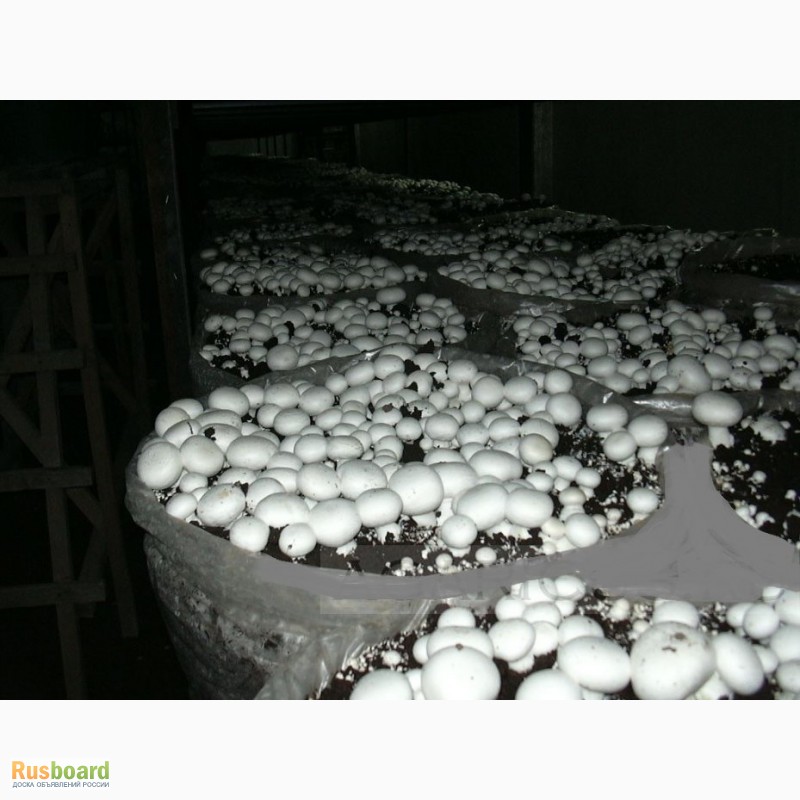Фото 4. Живой мицелий для домашнего и промышленного выращивания грибов