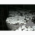 Живой мицелий для домашнего и промышленного выращивания грибов
