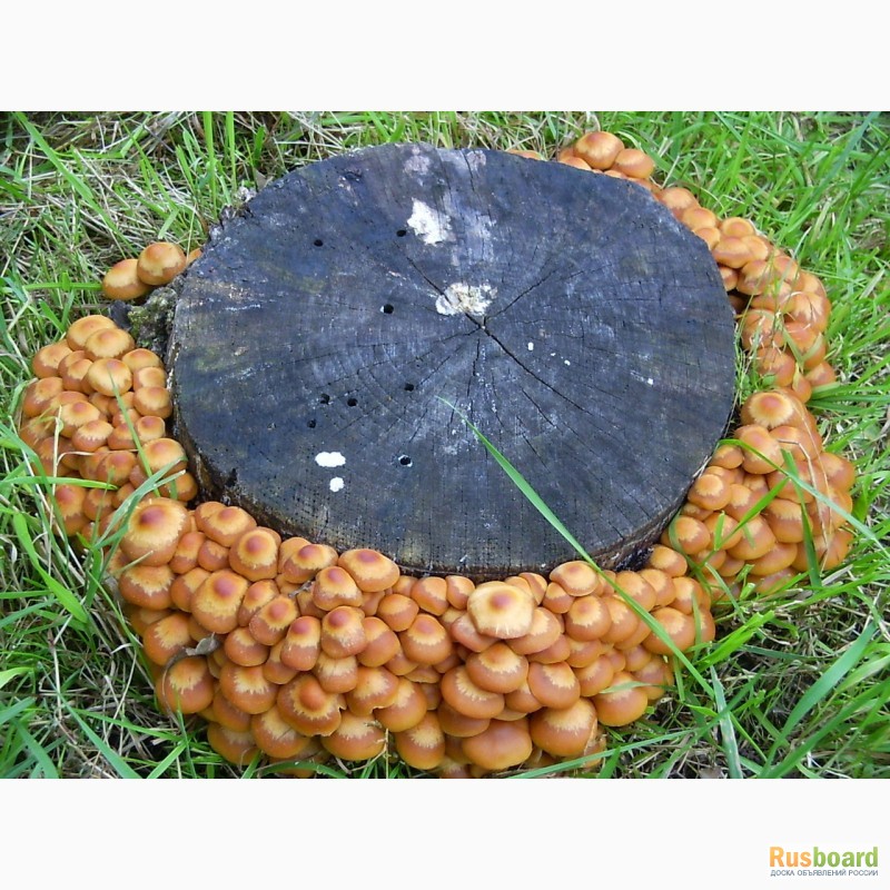 Фото 5. Живой мицелий для домашнего и промышленного выращивания грибов