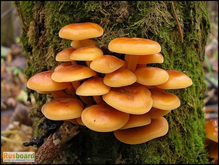 Фото 6. Живой мицелий для домашнего и промышленного выращивания грибов