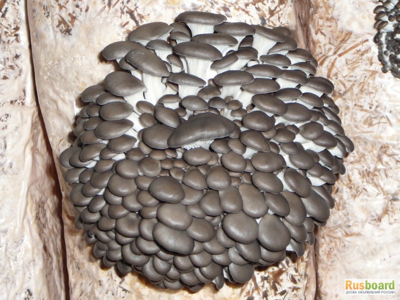 Фото 7. Живой мицелий для домашнего и промышленного выращивания грибов
