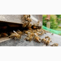Пчелосемьи, пчелы