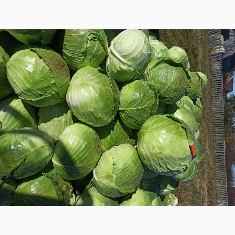 Фото 3. Продаю капусту белокочанную сорт Крауткайзер, Рамко