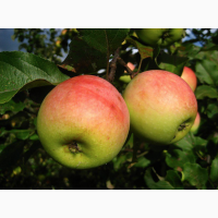 Продаем яблоки оптом с садов