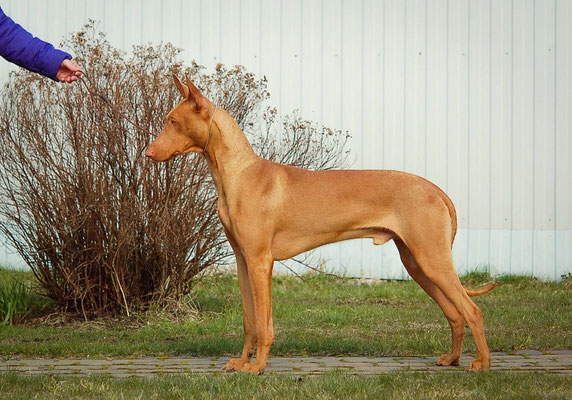 Фото 2. Фараонова собака - щенки