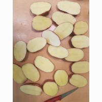 Качественный семенной и продовольственный картофель