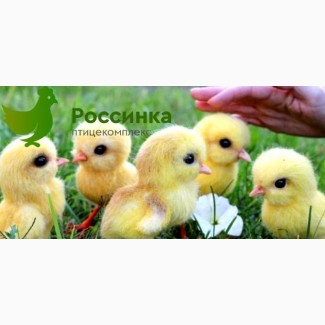 Купить цыплят несушек в Оренбурге и заказать другую с/х птицу