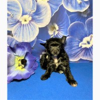 Китайская хохлатая собака - Черный бриллиант