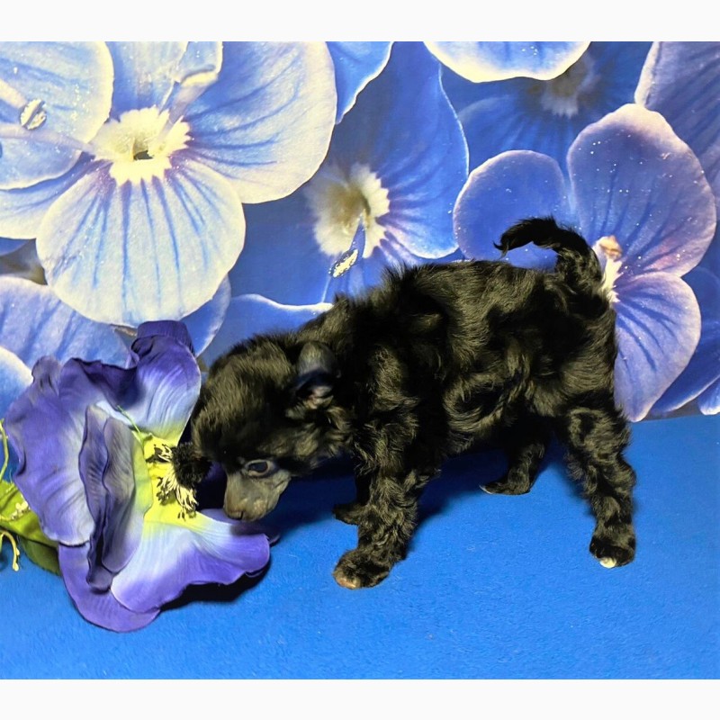 Фото 3. Китайская хохлатая собака - Черный бриллиант