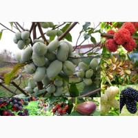 Саженцы редких плодовых и декоративных растений