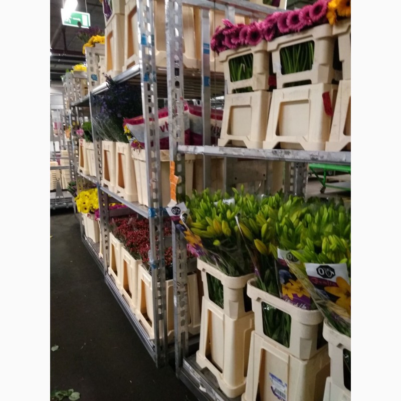 Фото 7. Работа и вакансии на цветочном предприятии в Голландии