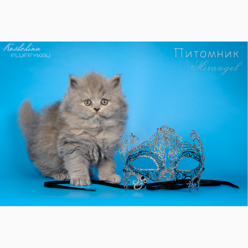 Фото 2. Купить длинношерстного котенка в Москве