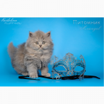 Купить длинношерстного котенка в Москве