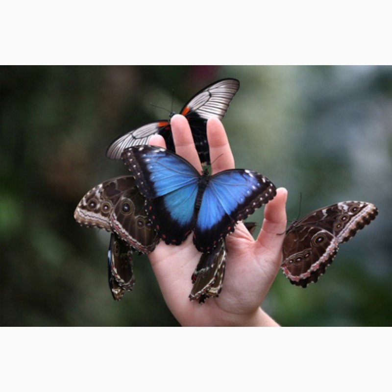 Фото 1/3. Живые тропические бабочки Зимой и Летом, Удивите ваших близких