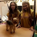 Приглашаем Бесплатно - модельная стрижка собак