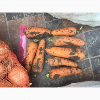 Продаю морковь оптом от 20тонн