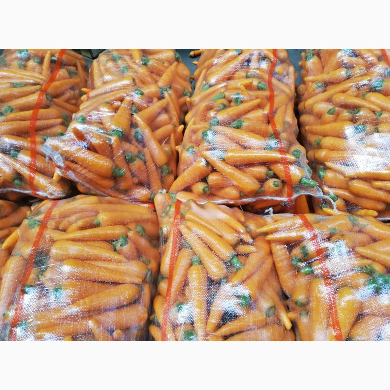 Фото 2. Продам Морковь мытая, 15-25 см, пакет 18 кг, Россия