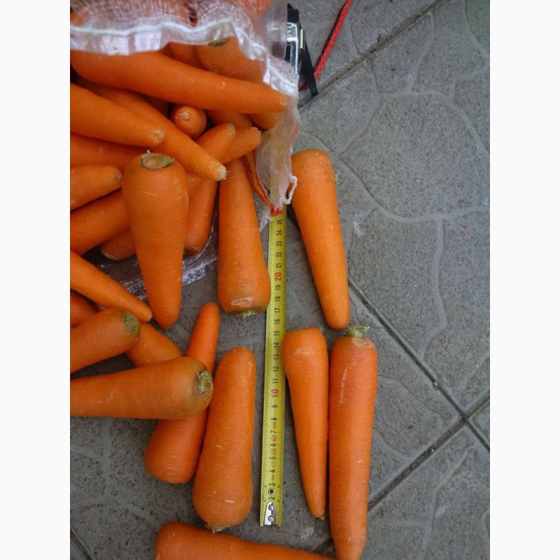 Фото 4. Продам Морковь мытая, 15-25 см, пакет 18 кг, Россия