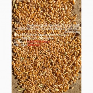 Пшеница 3 класса мягких сортов с клейковиной от 23 до 25%