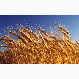 Закупаем зерно фураж 5 кл.от100-5000тн и более