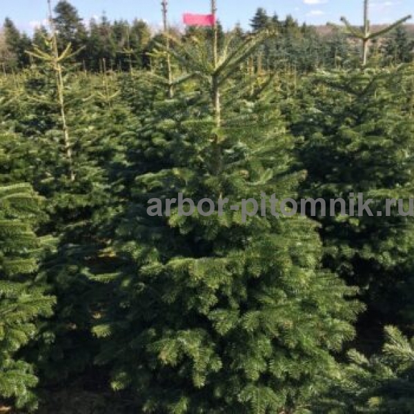 Фото 2. Новогодние елки, датские пихты срезанные и в горшках