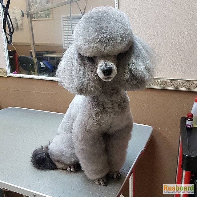 Фото 3. Стрижка щенка, первый грумер, парикмахерская для собак. Тримминг в Москве