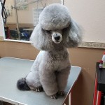 Стрижка щенка, первый грумер, парикмахерская для собак. Тримминг в Москве