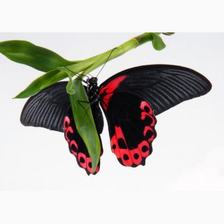 Яркие Живые Бабочки изАфрики