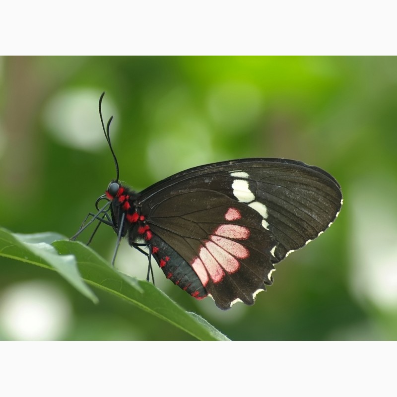Фото 2. Яркие Живые Бабочки изАфрики