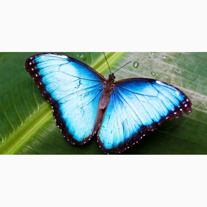Фото 3. Яркие Живые Бабочки изАфрики