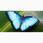 Яркие Живые Бабочки изАфрики