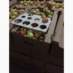 Яблоки калиброванные оптом со склада в Самаре