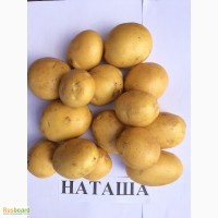 Семенной картофель Наташа 2 репродукции