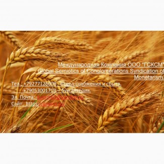 Оптовая продажа пшеницы 3 класса твёрдых сортов