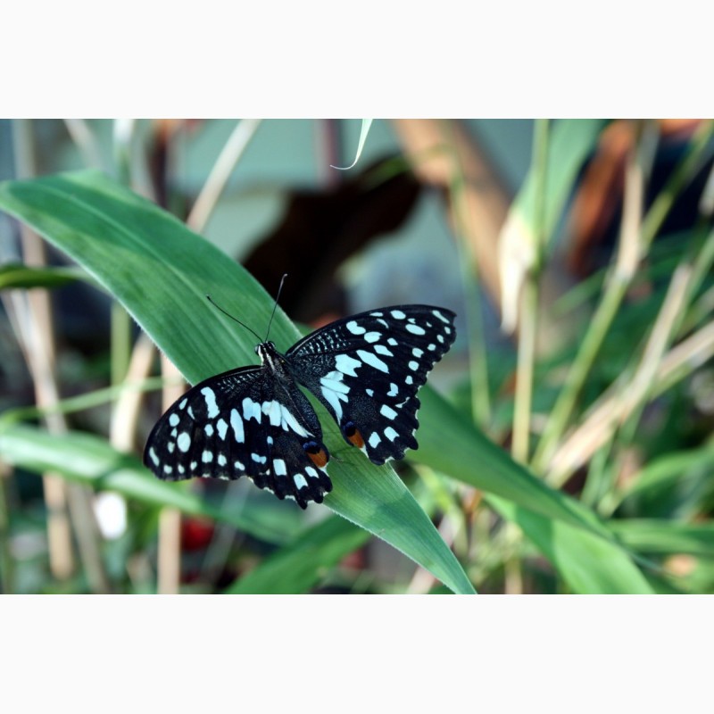 Фото 2. Экзотические Живые Бабочки изКоста Рикки