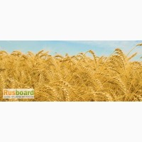 Семена Озимой пшеницы Таня
