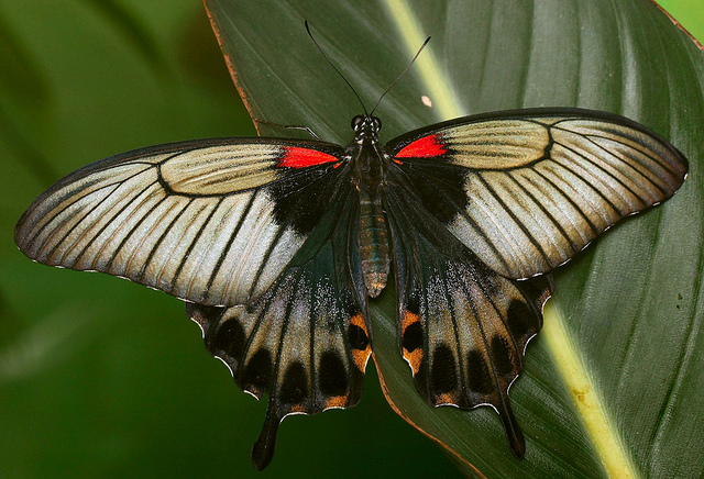 Яркие Живые Бабочки изКоста Рикки