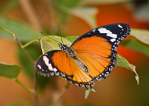 Фото 2. Яркие Живые Бабочки изКоста Рикки