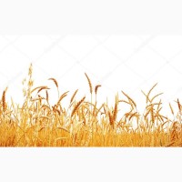Семена озимой пшеницы Юка, Юбилейная 100